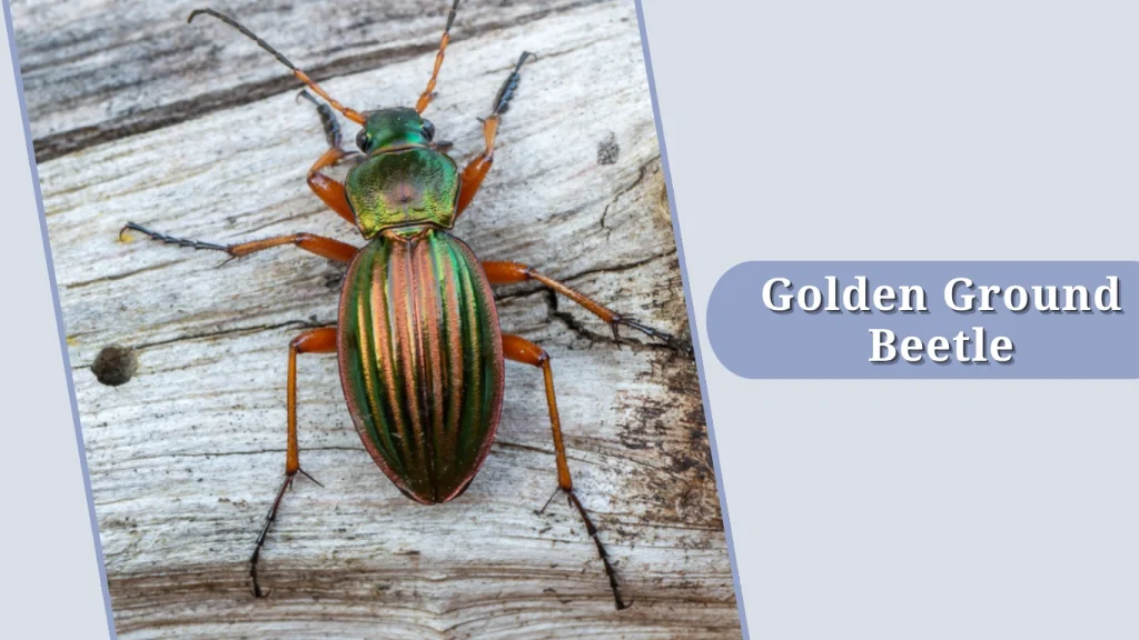 Golden Ground Beetle