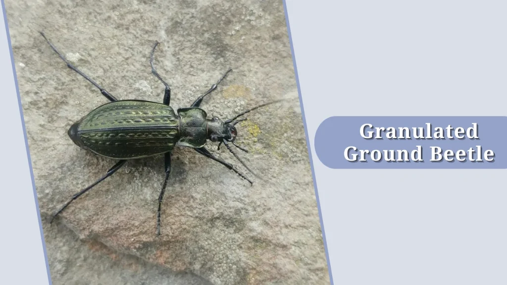 Granulated Ground Beetle