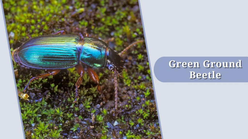 Green Ground Beetle