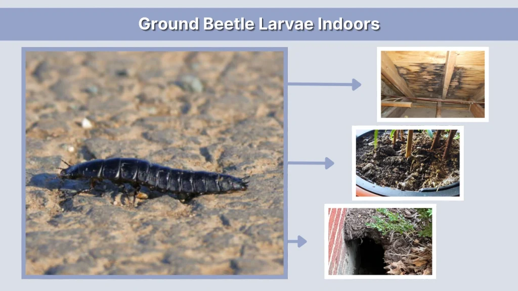 Ground Beetle Larvae Indoors