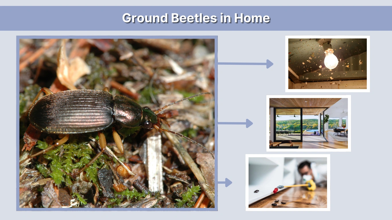 Ground Beetles in Home What Should You Do