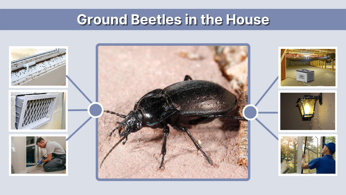 Ground Beetles in the House Causes, Dangers &  How to Get Rid
