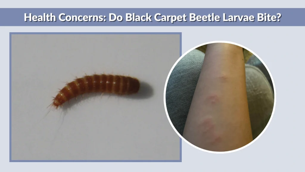 Health Concerns Do Black Carpet Beetle Larvae Bite