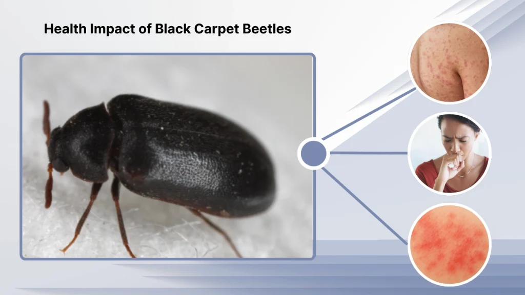 Health Impact of Black Carpet Beetles