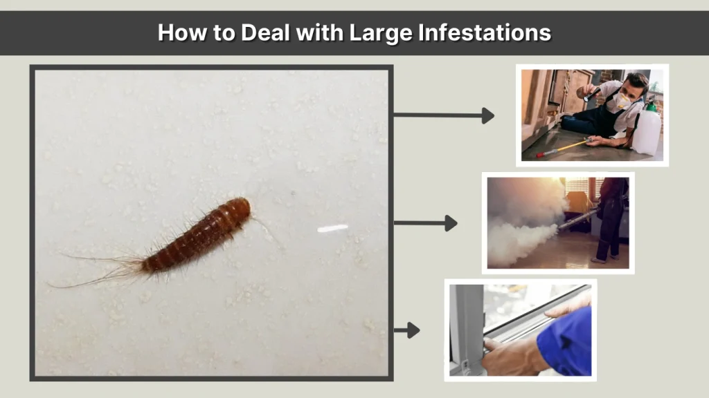 How to Deal with Large Infestations