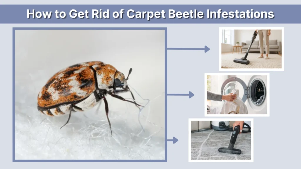 How to Get Rid of Carpet Beetle Infestations