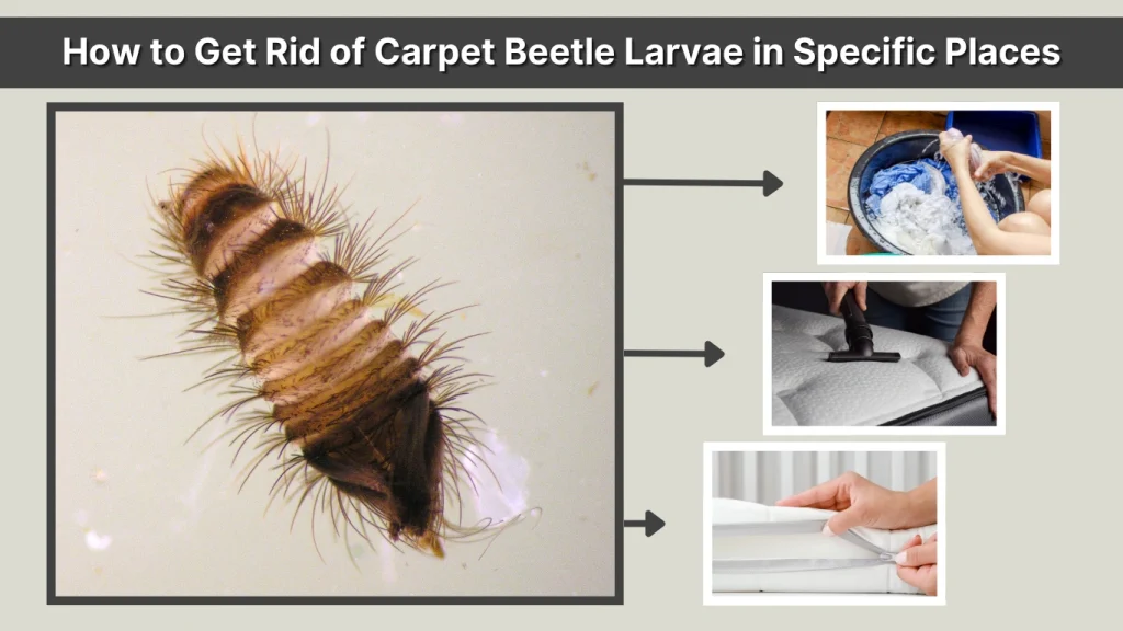 How to Get Rid of Carpet Beetle Larvae in Specific Places