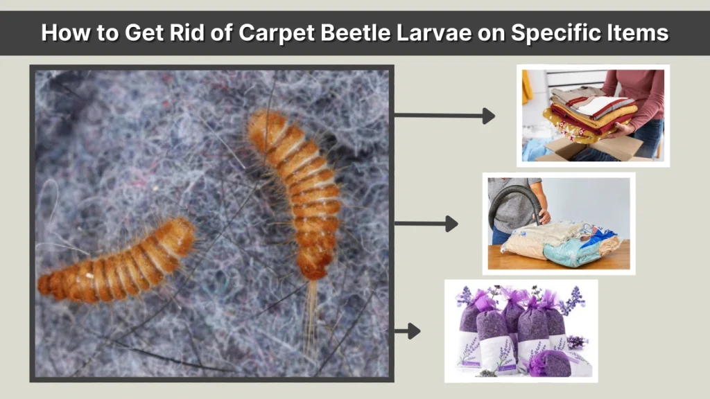 How to Get Rid of Carpet Beetle Larvae on Specific Items
