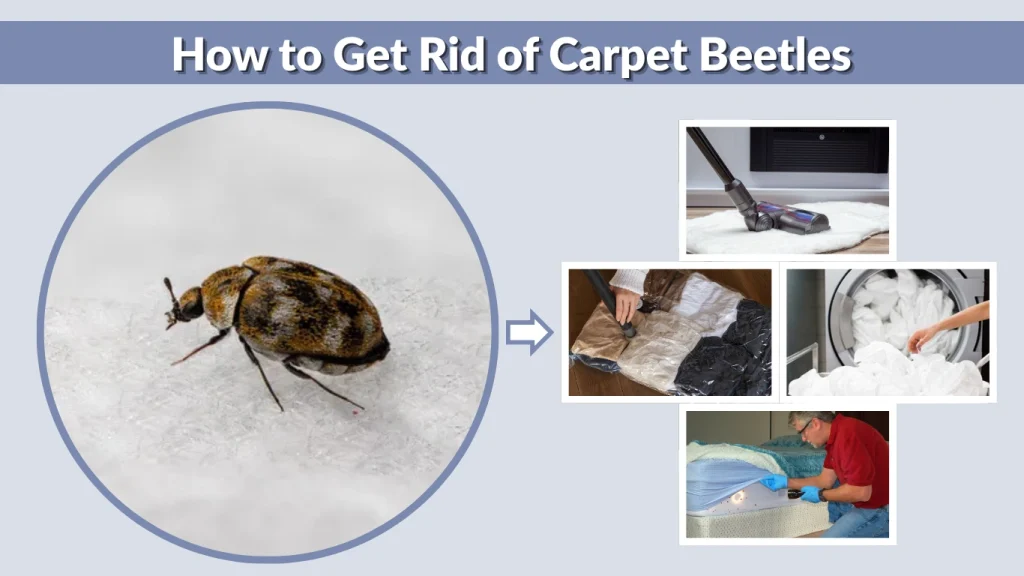 How to Get Rid of Carpet Beetles