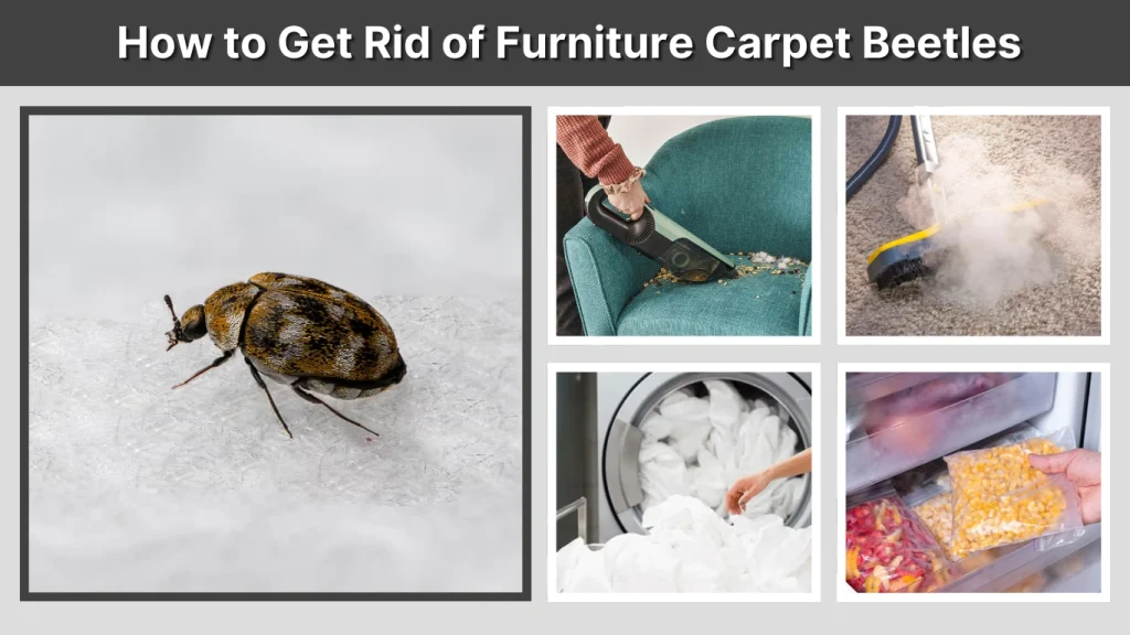 How to Get Rid of Furniture Carpet Beetles