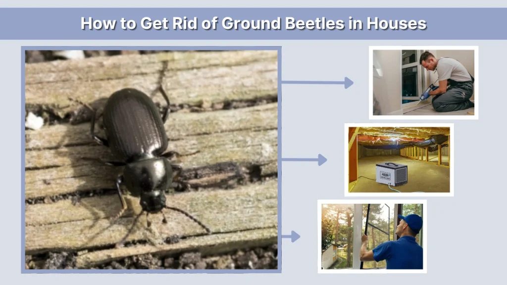 How to Get Rid of Ground Beetles in Houses