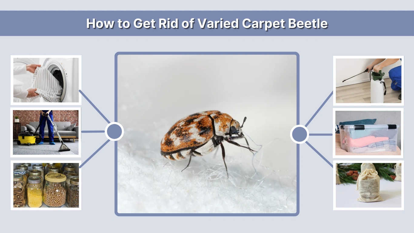 How to Get Rid of Varied Carpet Beetle 7 Effective Methods