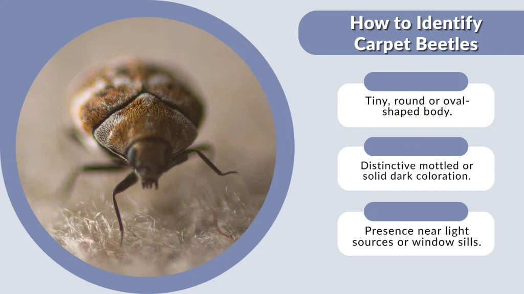 How to Identify Carpet Beetles