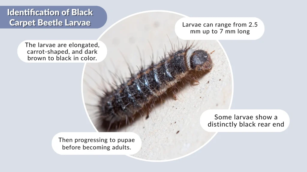 Identification of Black Carpet Beetle Larvae