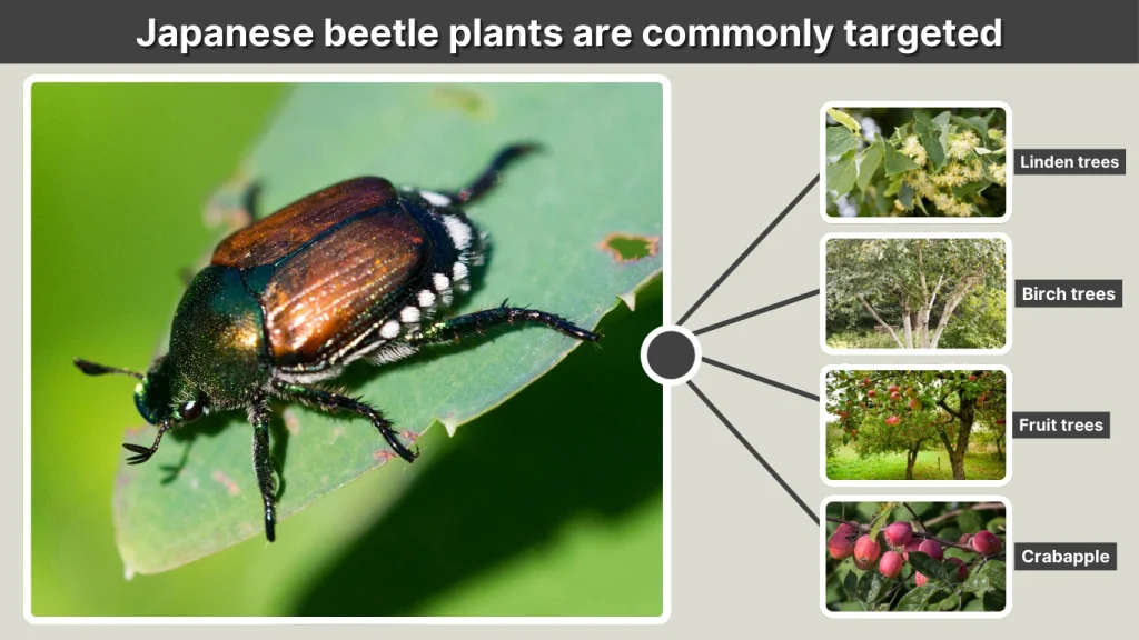 Japanese beetle plants are commonly targeted
