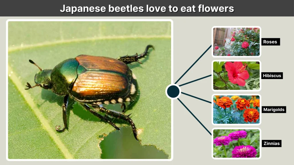 Japanese beetles love to eat flowers