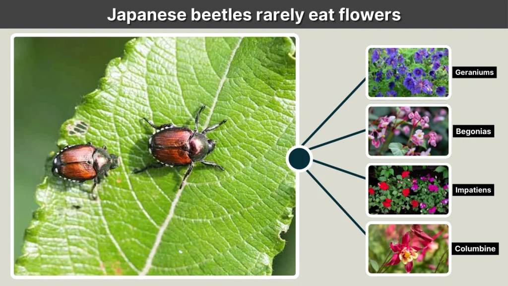 Japanese beetles rarely eat flowers