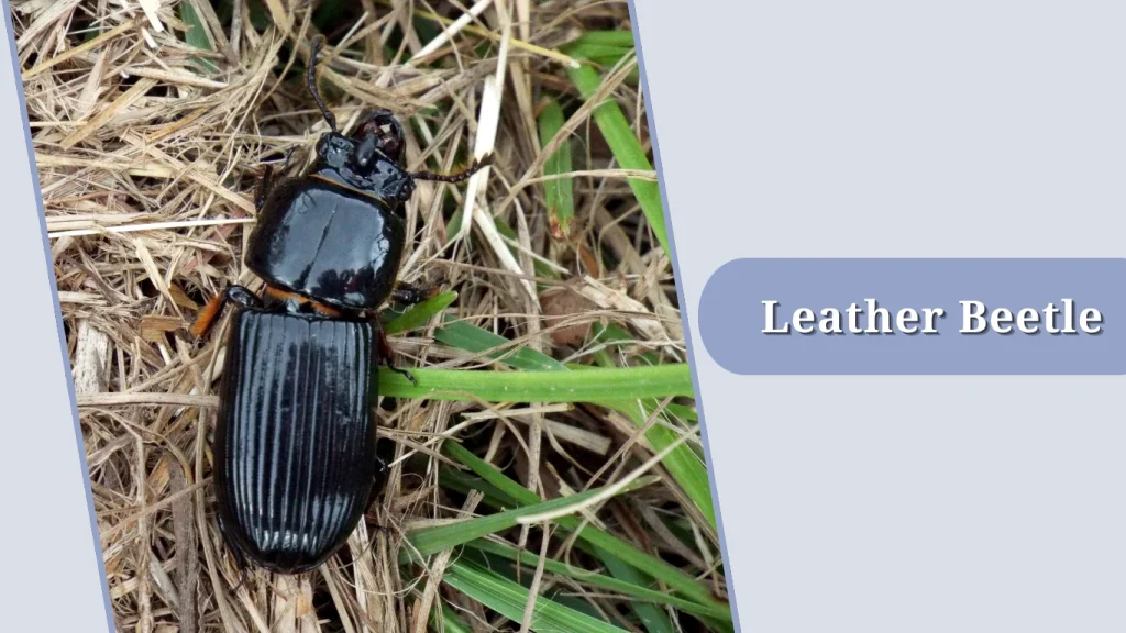 Leather Beetle