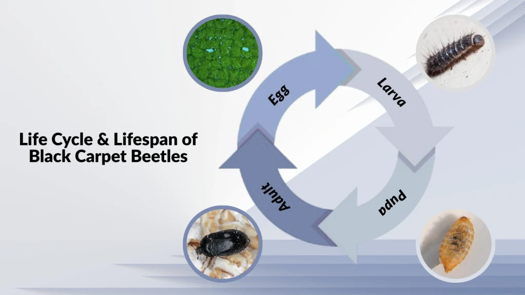 Life Cycle & Lifespan of Black Carpet Beetles