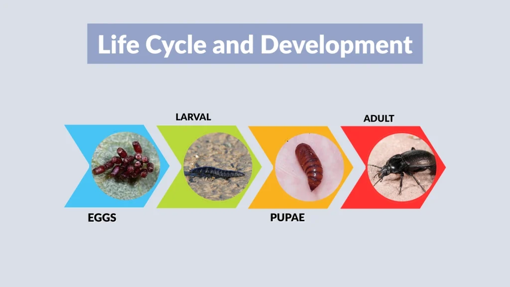 Life Cycle and Development