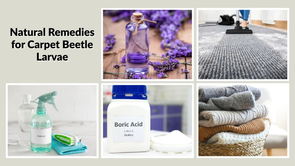 Natural Remedies for Carpet Beetle Larvae
