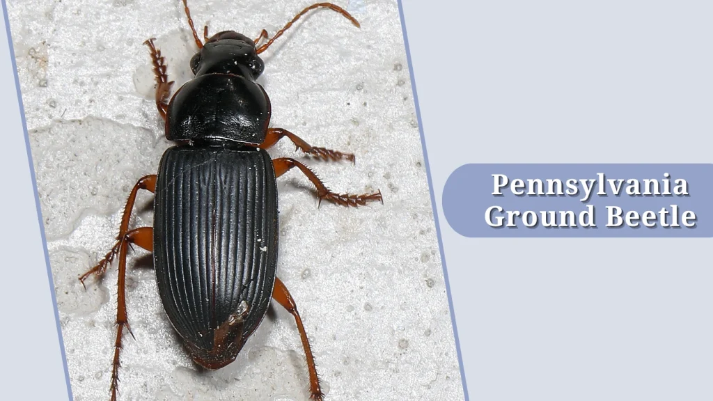 Pennsylvania Ground Beetle