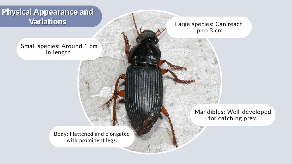 Physical Appearance and Variations