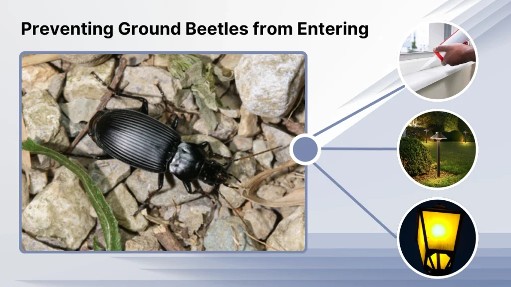 Preventing Ground Beetles from Entering