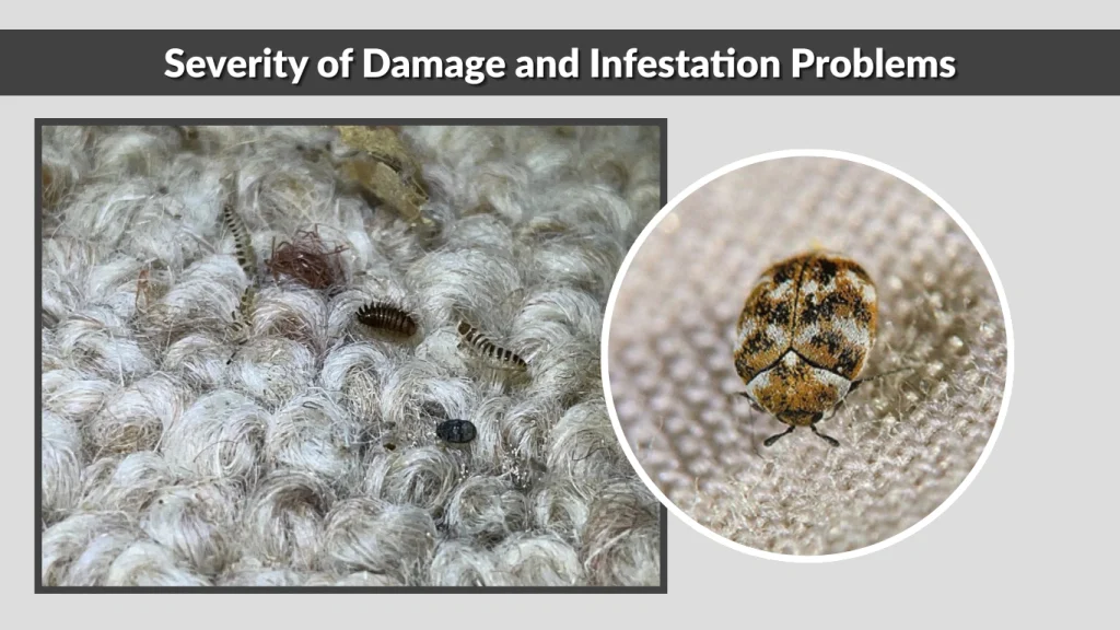 Severity of Damage and Infestation Problems