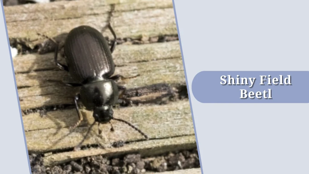 Shiny Field Beetl