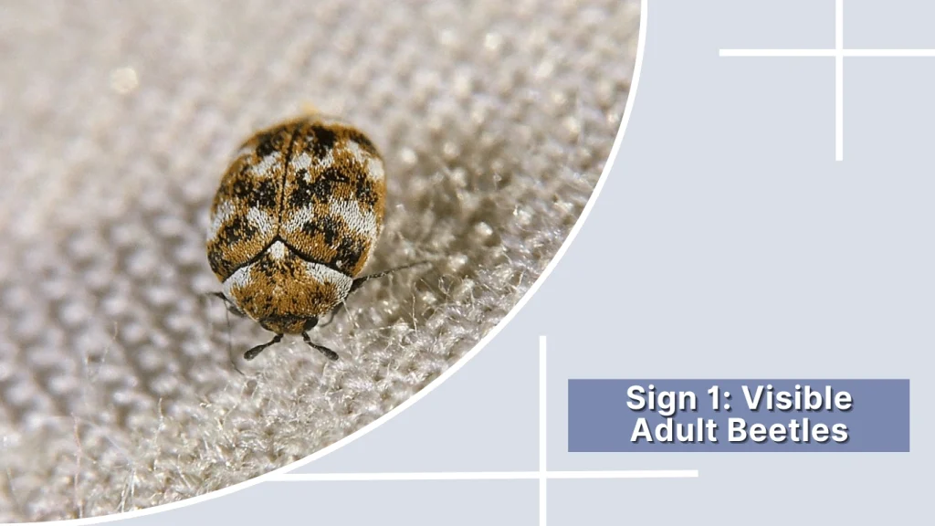 Sign 1 Visible Adult Beetles