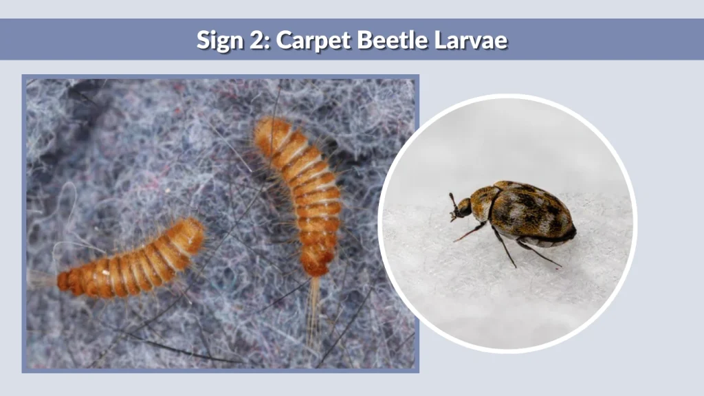 Sign 2 Carpet Beetle Larvae