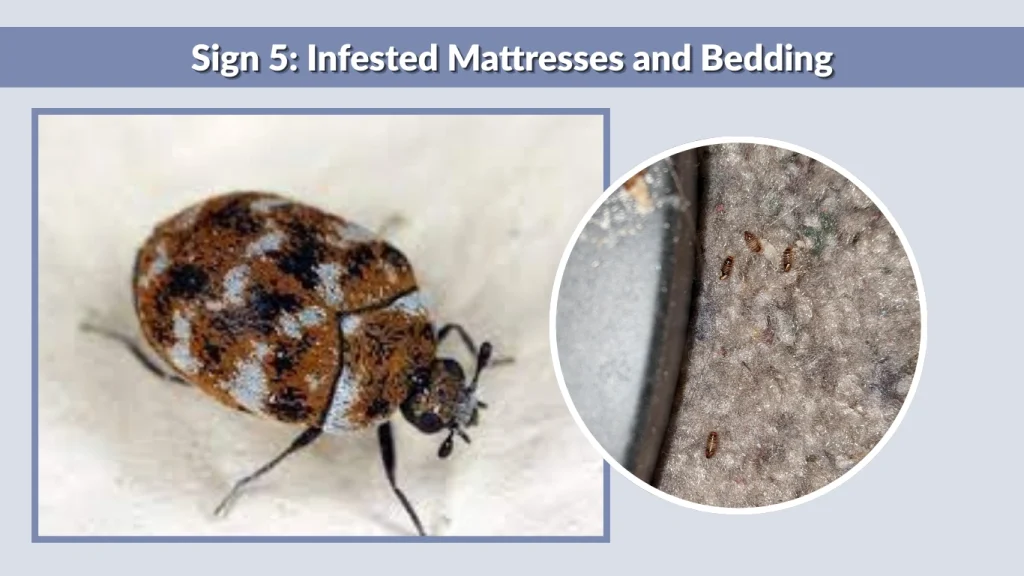 Sign 5 Infested Mattresses and Bedding