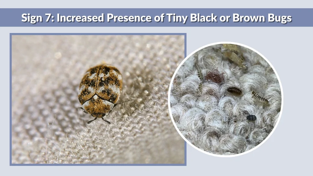Sign 7 Increased Presence of Tiny Black or Brown Bugs