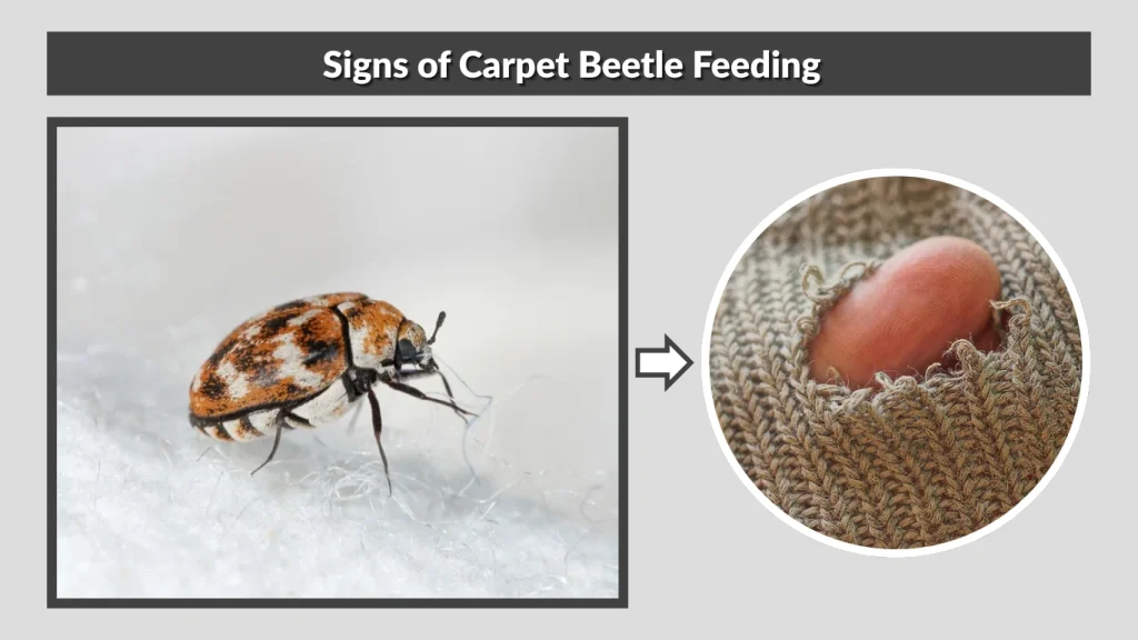 Signs of Carpet Beetle Feeding