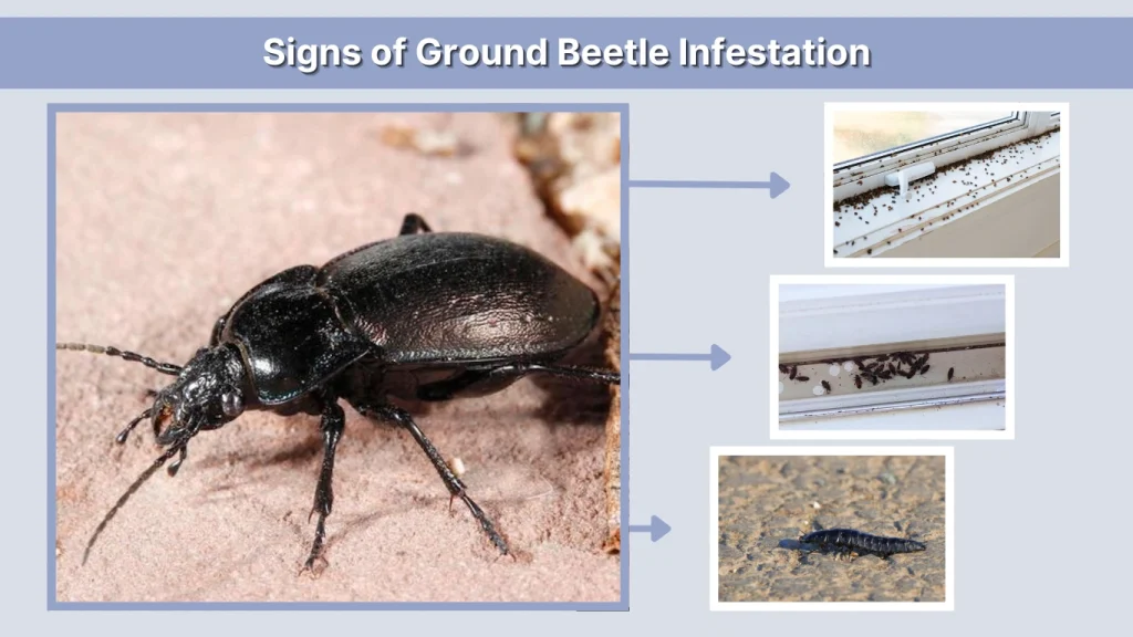 Signs of Ground Beetle Infestation