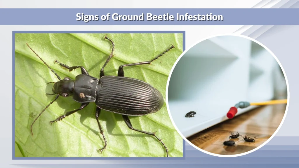 Signs of Ground Beetle Infestation