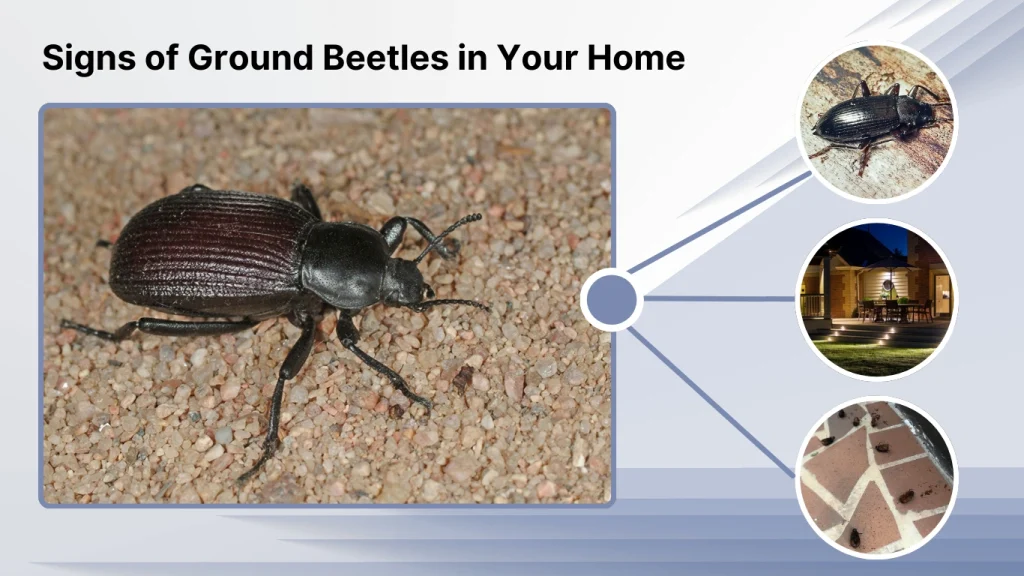 Signs of Ground Beetles in Your Home