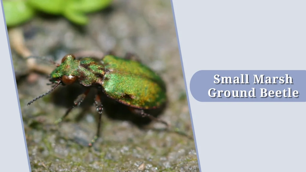 Small Marsh Ground Beetle