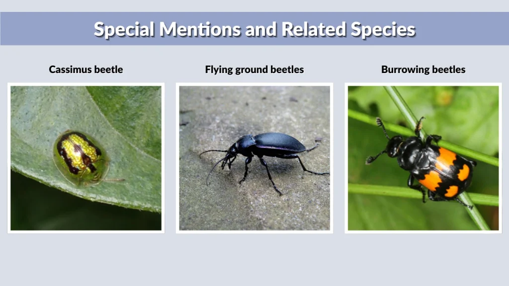 Special Mentions and Related Species