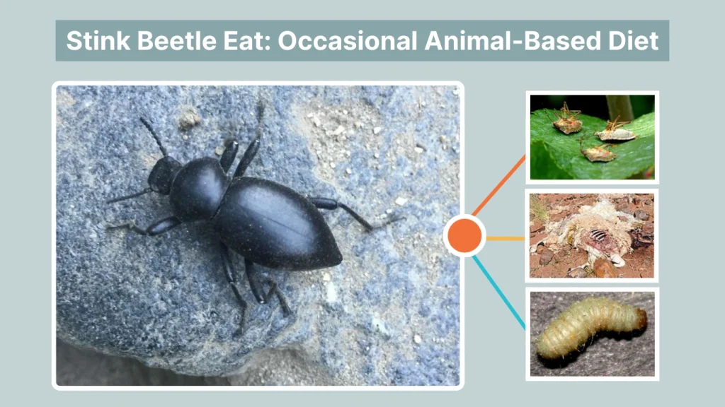 Stink Beetle Eat Occasional Animal-Based Diet