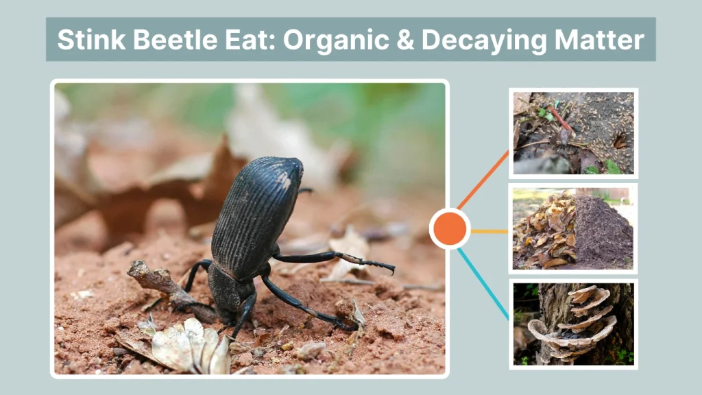 Stink Beetle Eat Organic & Decaying Matter