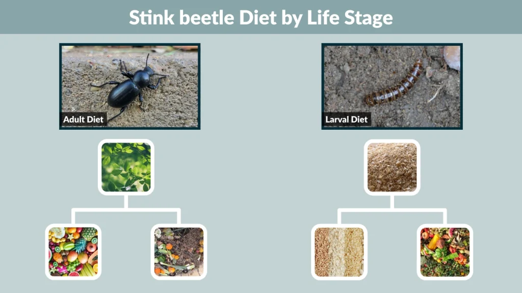 Stink beetle Diet by Life Stage