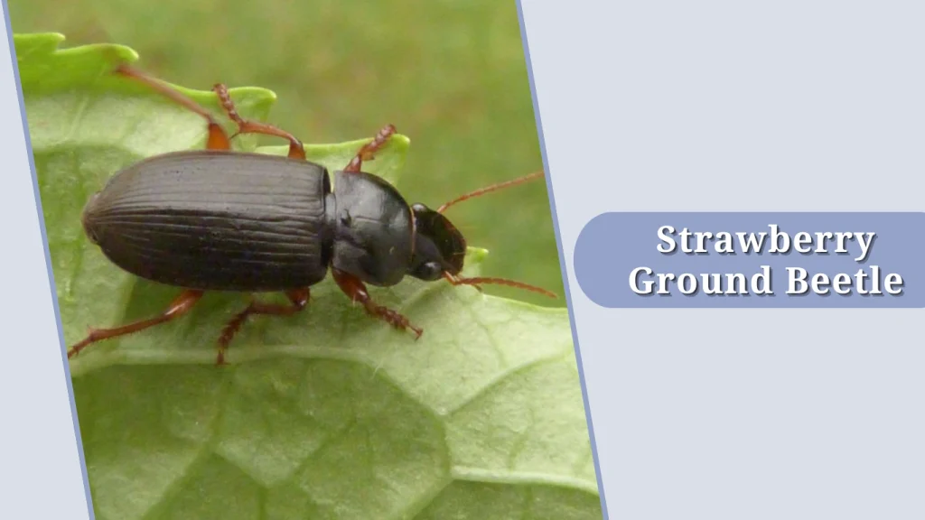 Strawberry Ground Beetle