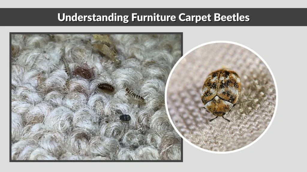 Understanding Furniture Carpet Beetles