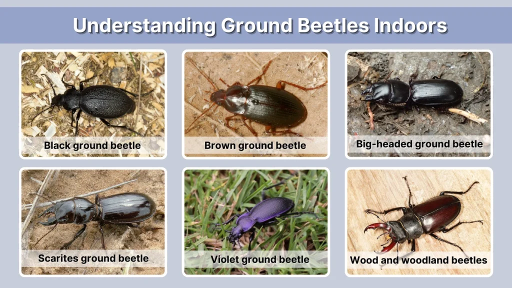 Understanding Ground Beetles Indoors
