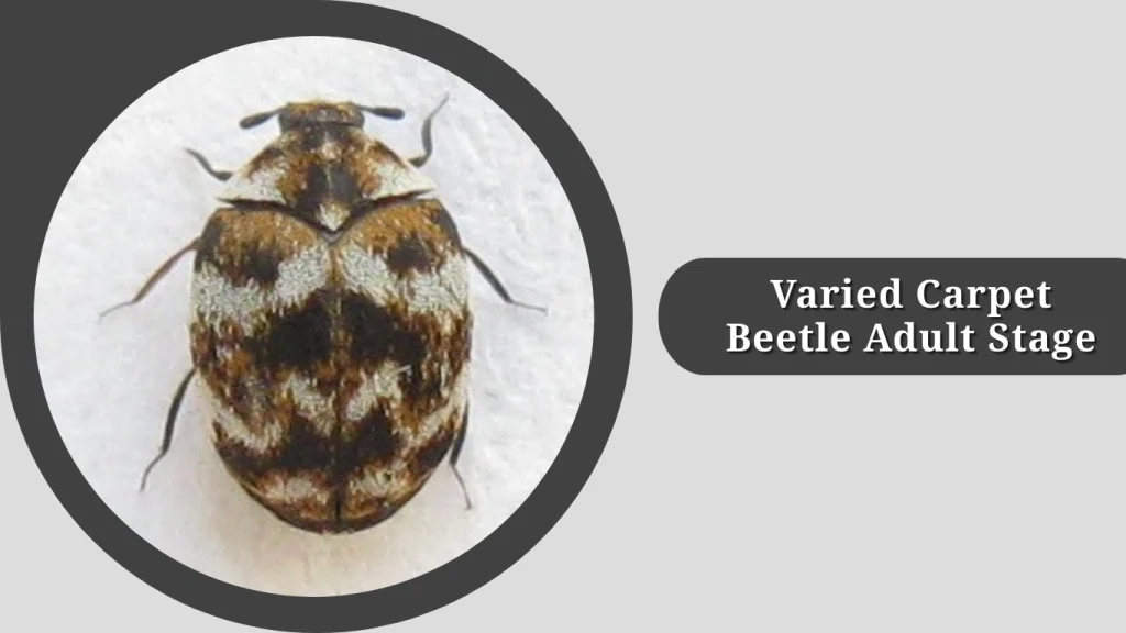 Varied Carpet Beetle Adult Stage