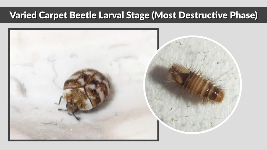 Varied Carpet Beetle Larval Stage (Most Destructive Phase)