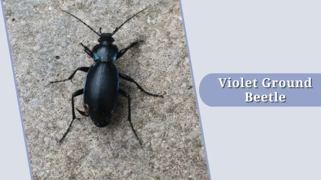 Violet Ground Beetle