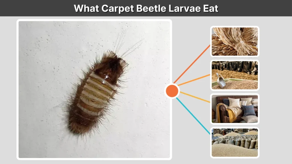 What Carpet Beetle Larvae Eat